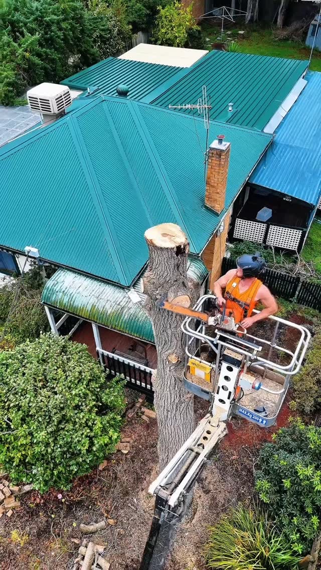 Post 8 by Cosjack Timber on Instagram (video)