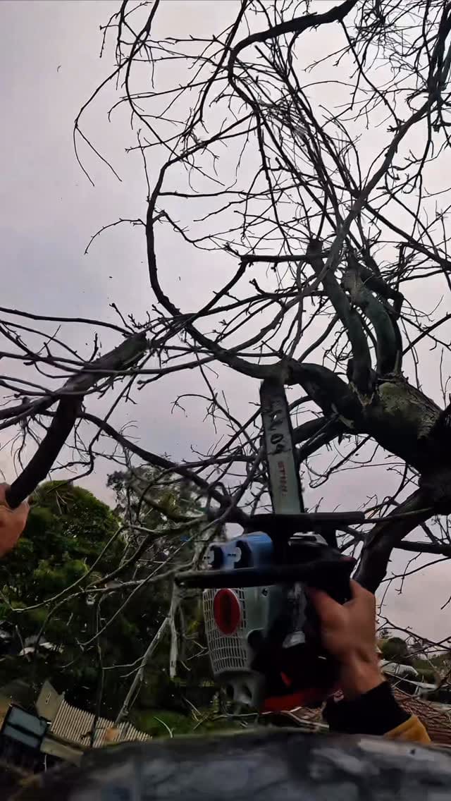 Post 7 by Cosjack Timber on Instagram (video)