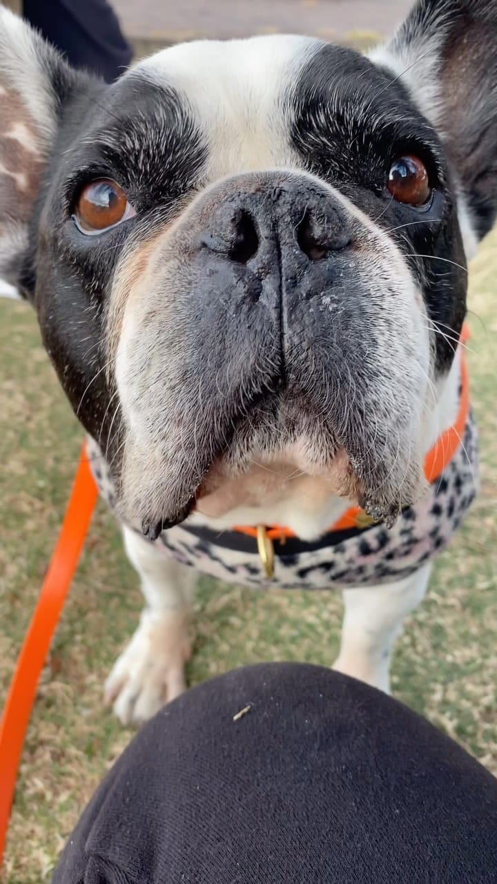 Post 3 by Pumbaa & Lil Snoop Frenchies🐶 on Instagram (video)