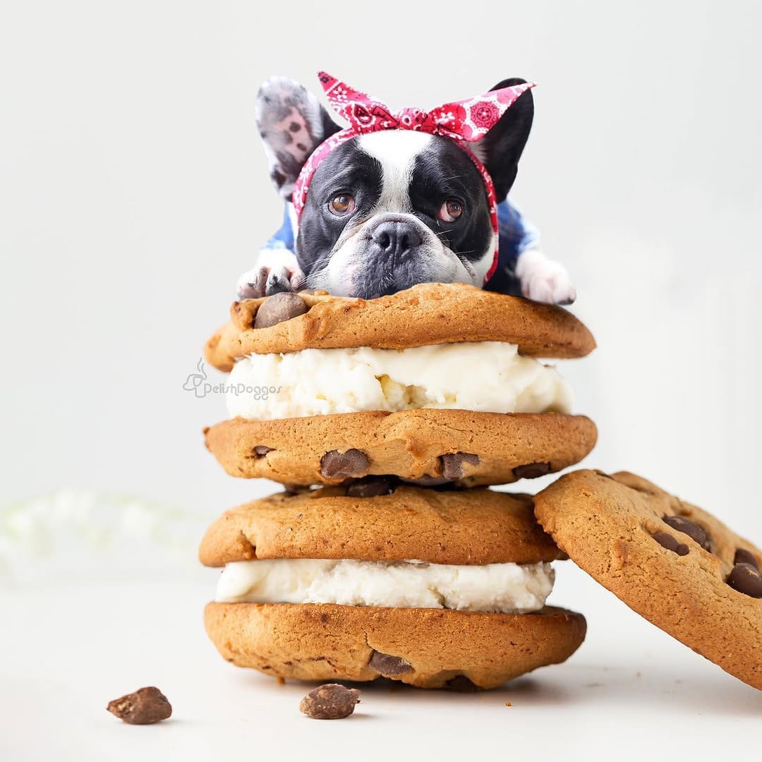Post 6 by Pumbaa & Lil Snoop Frenchies🐶 on Instagram (image)