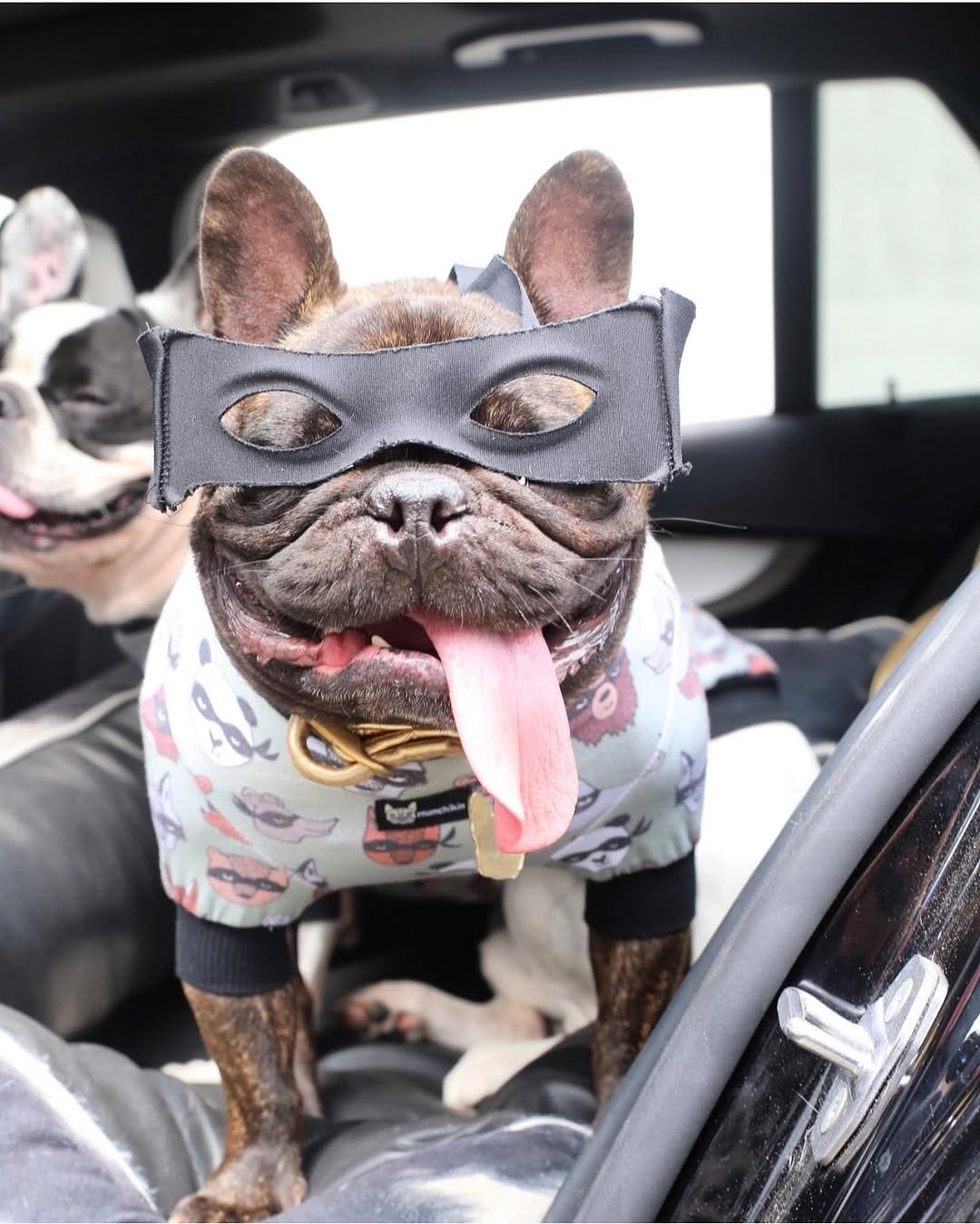 Post 7 by Pumbaa & Lil Snoop Frenchies🐶 on Instagram (image)