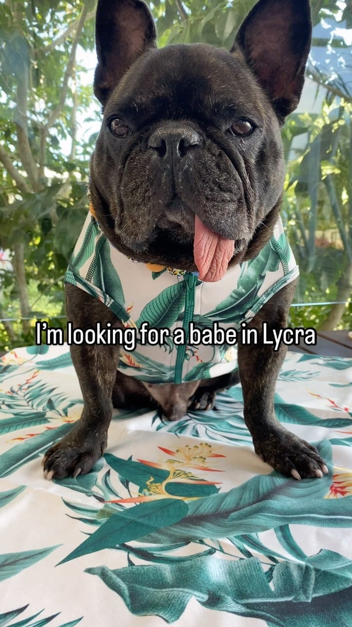 Post 1 by Pumbaa & Lil Snoop Frenchies🐶 on Instagram (video)