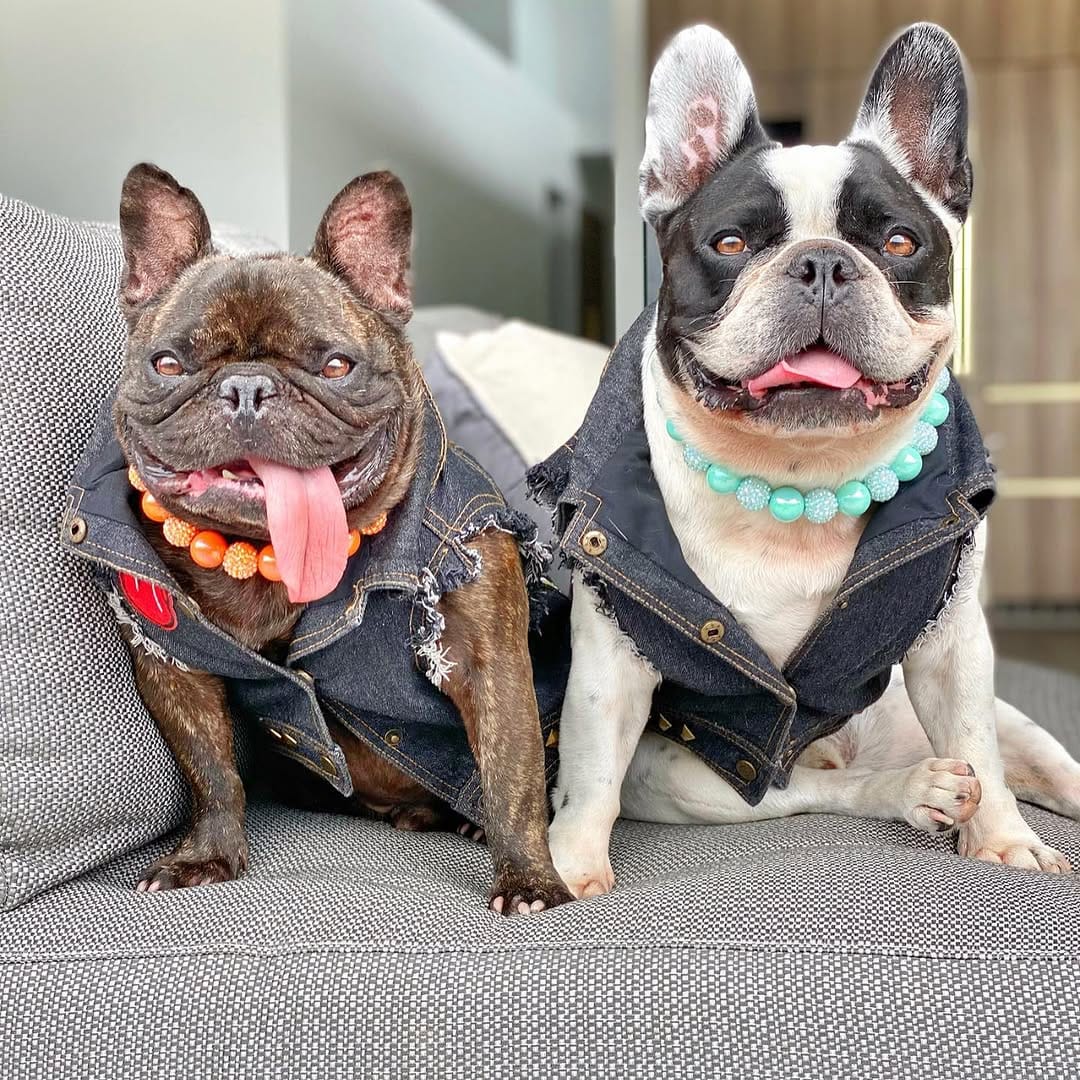 Post 5 by Pumbaa & Lil Snoop Frenchies🐶 on Instagram (carousel)