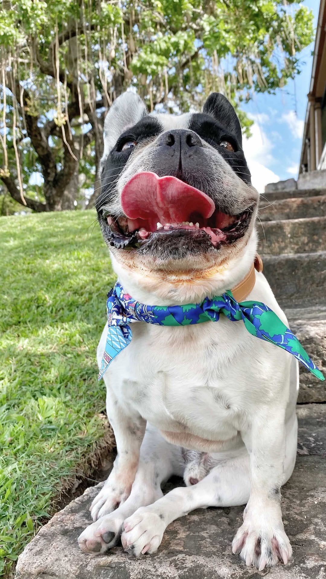 Post 10 by Pumbaa & Lil Snoop Frenchies🐶 on Instagram (video)