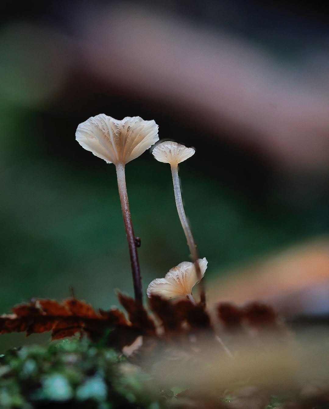 Post 6 by Louise Fairfax, Tasmania on Instagram (image)