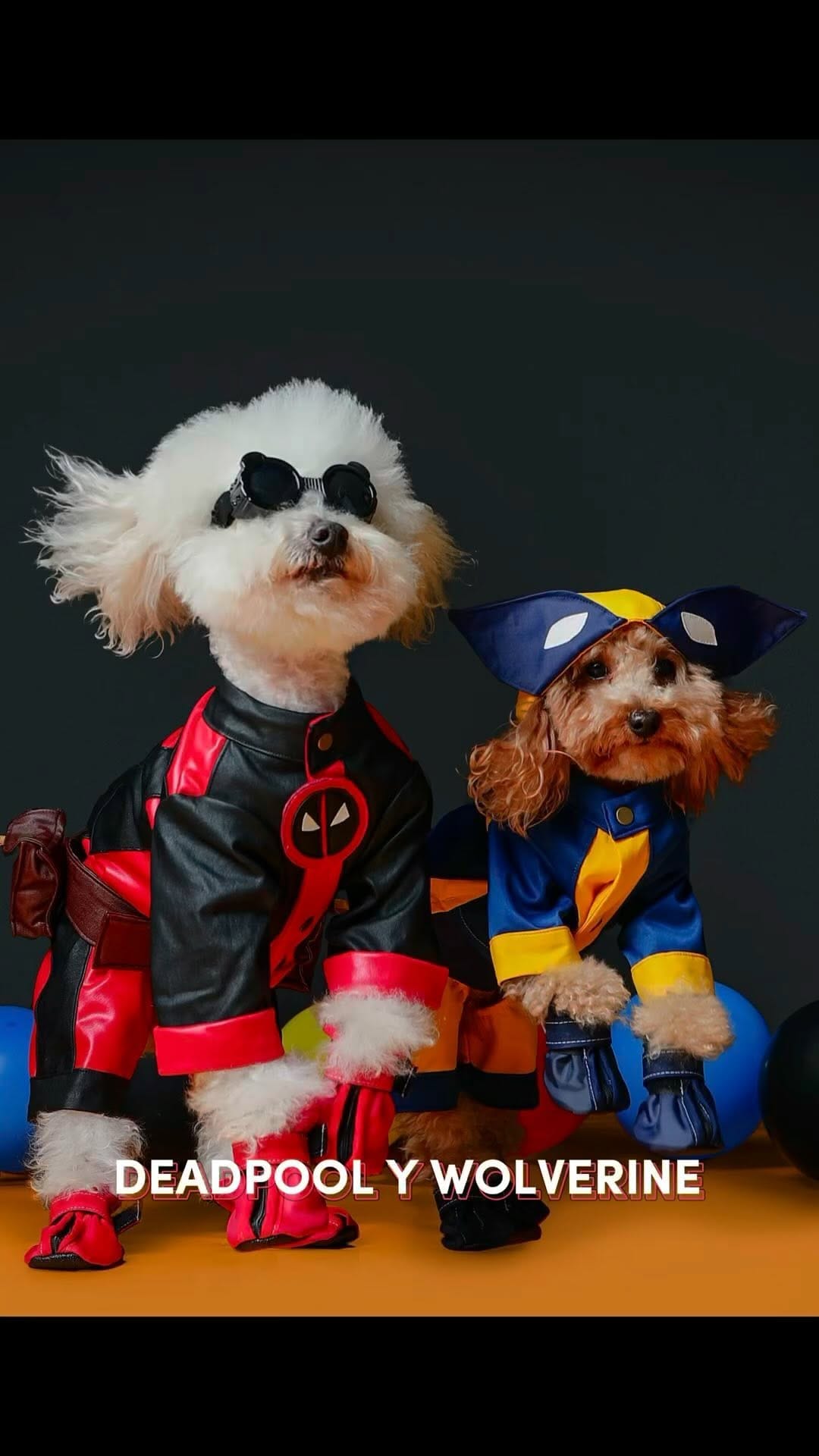 Post 10 by Loki & Mossa & Luka on Instagram (video)