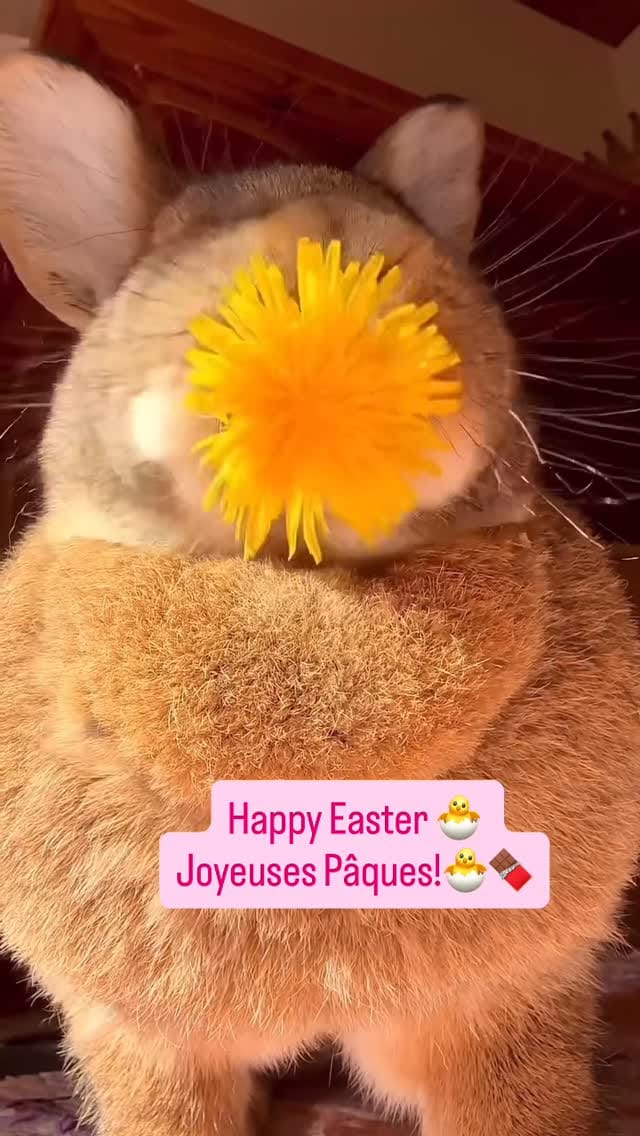 Post 2 by Christelle 🐾 Lifestyle - Digital Marketing on Instagram (video)
