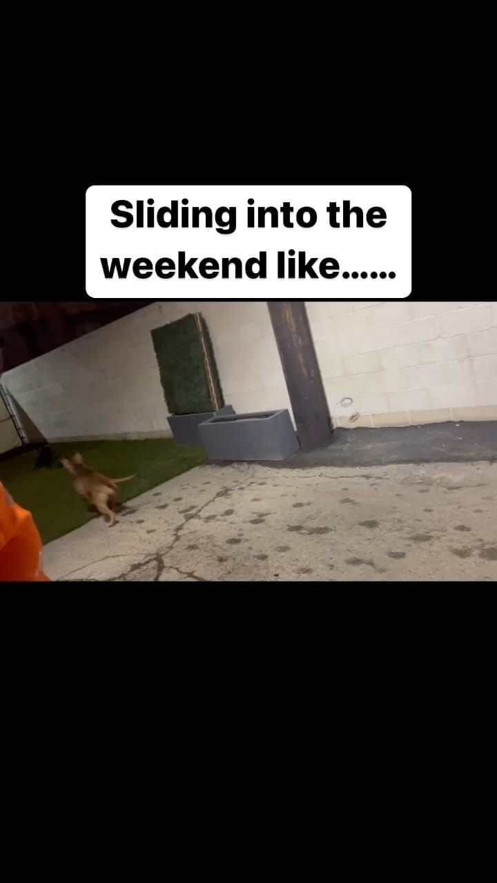 Post 10 by Riley🌈, JoJo🌈, Butters, Donkey on Instagram (video)