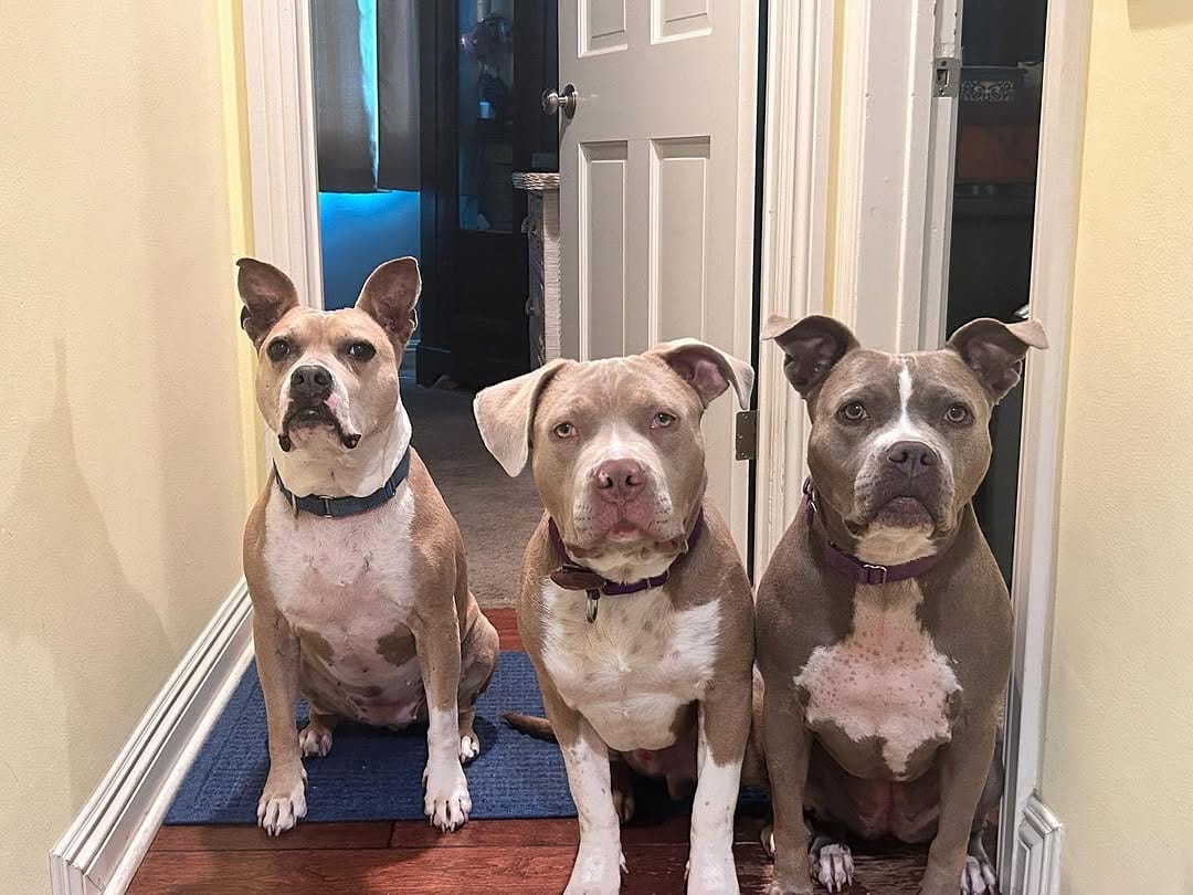 Post 7 by Riley🌈, JoJo🌈, Butters, Donkey on Instagram (image)