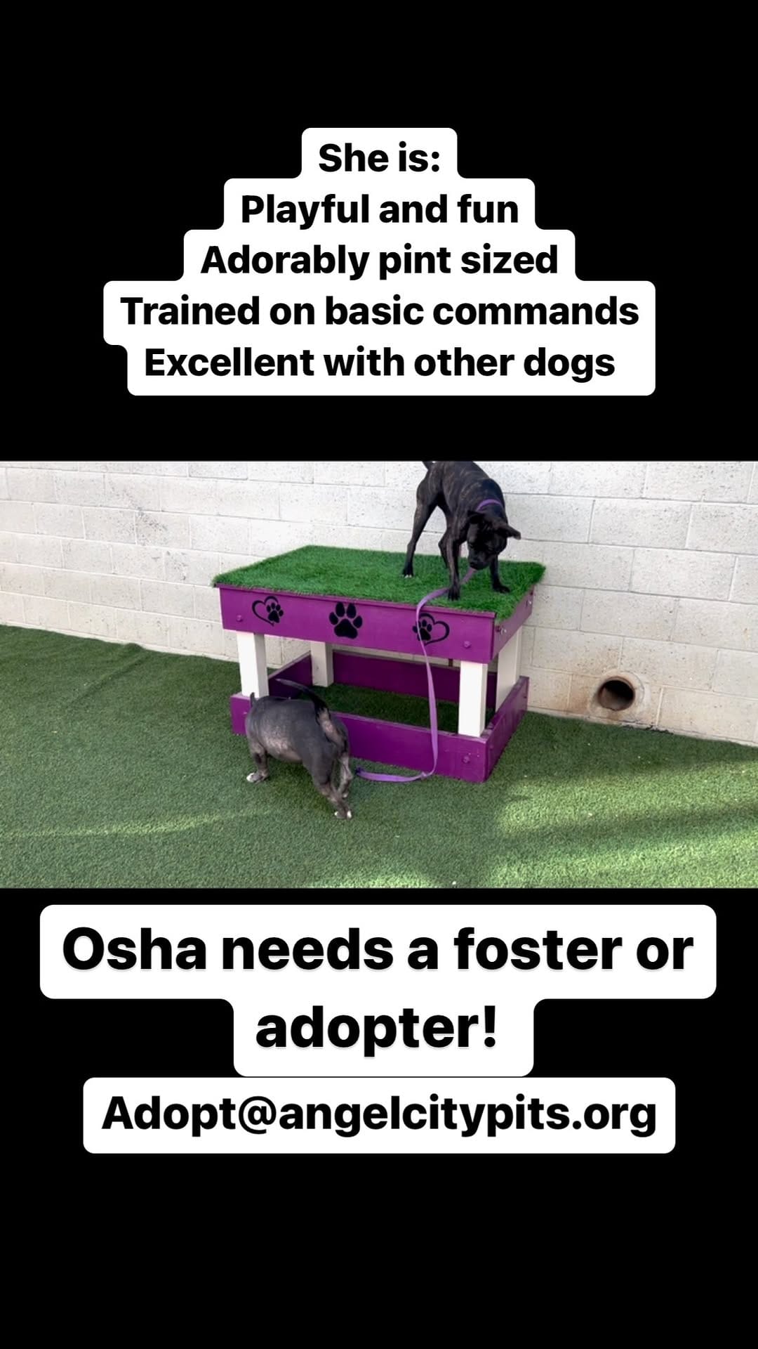 Post 9 by Riley🌈, JoJo🌈, Butters, Donkey on Instagram (video)