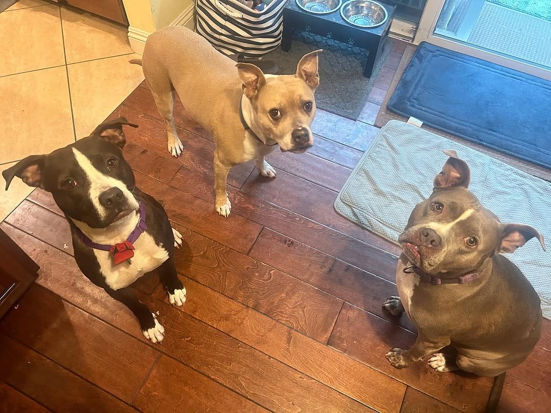 Post 5 by Riley🌈, JoJo🌈, Butters, Donkey on Instagram (carousel)