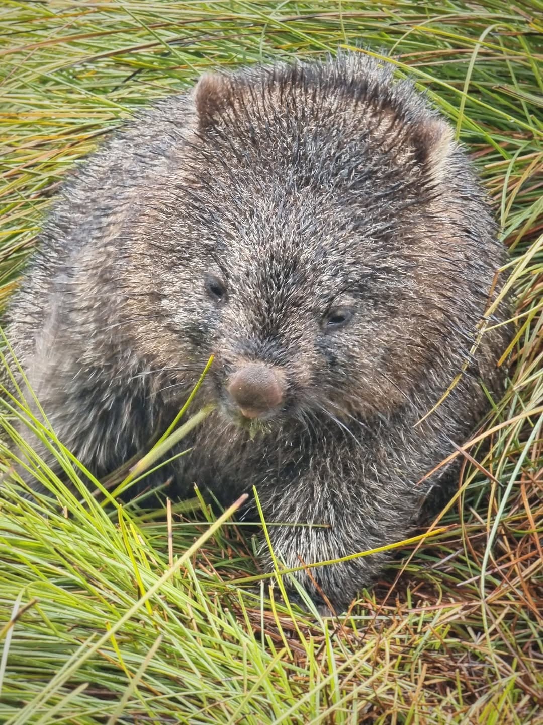 Post 2 by Peter Dowling | Tasmania | AUS on Instagram (image)