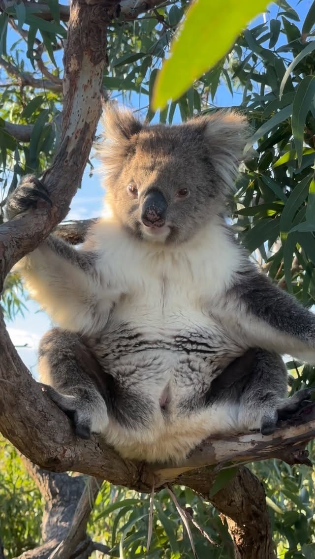 Post 7 by Australian Coastal Safaris on Instagram (video)
