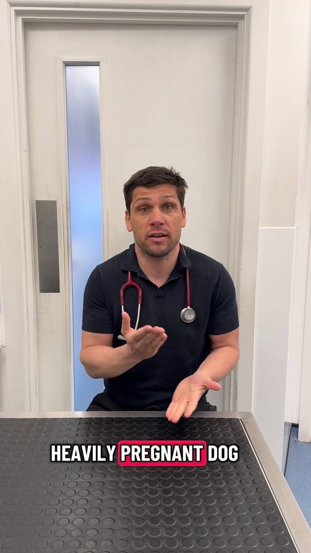 Post 8 by @tomasthevet on Instagram (video)