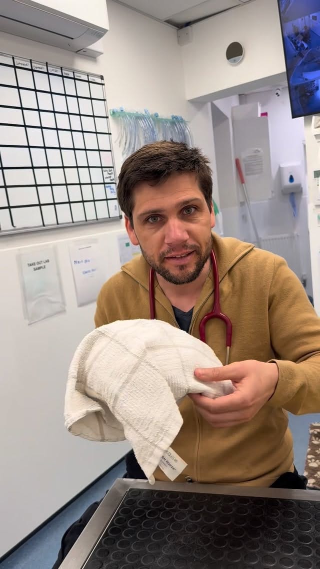 Post 5 by @tomasthevet on Instagram (video)