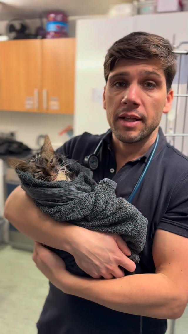 Post 3 by @tomasthevet on Instagram (video)