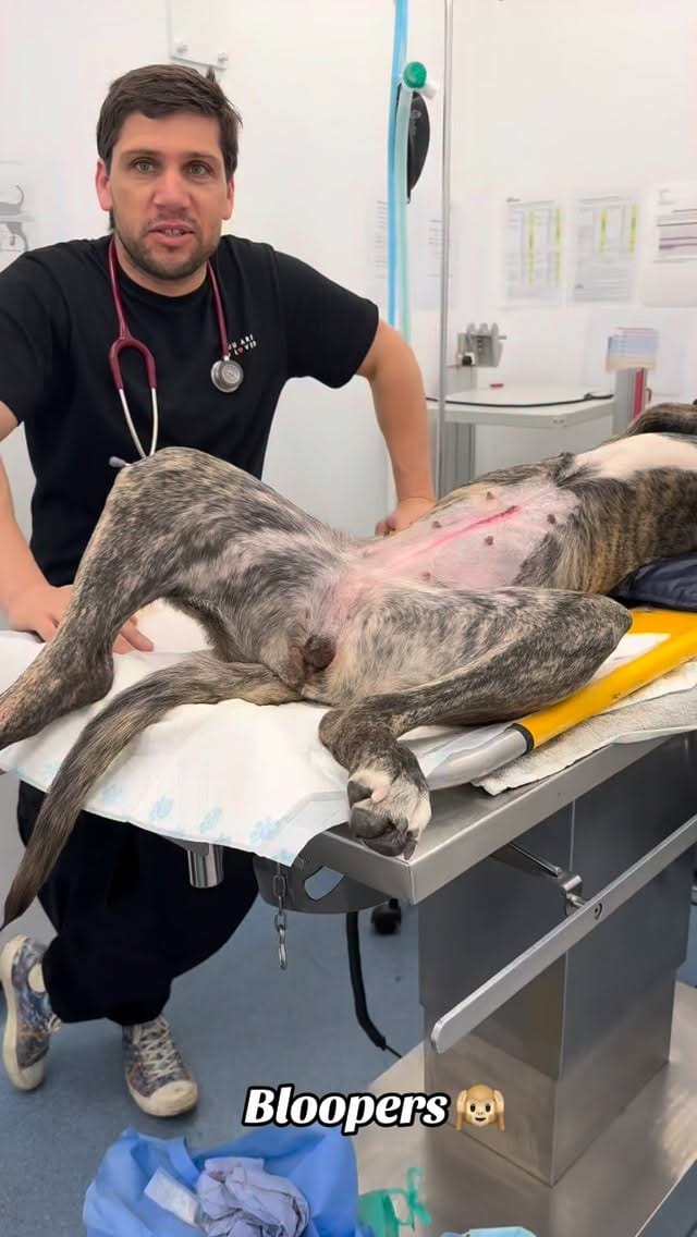 Post 1 by @tomasthevet on Instagram (video)