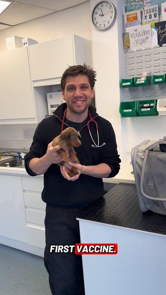 Post 2 by @tomasthevet on Instagram (video)