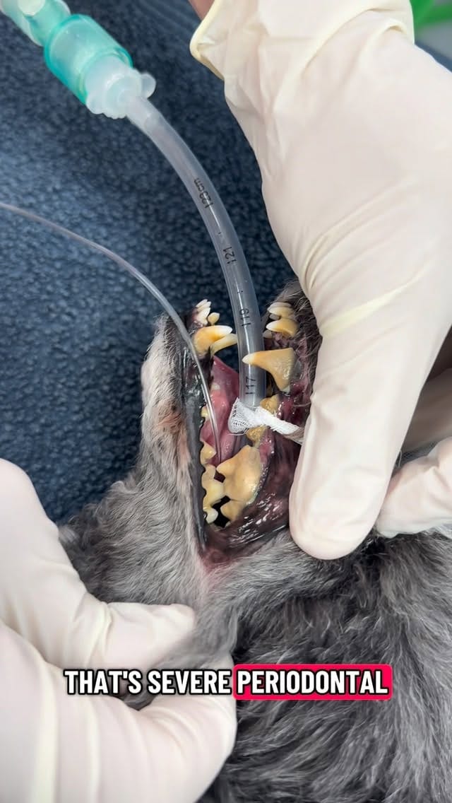 Post 10 by @tomasthevet on Instagram (video)