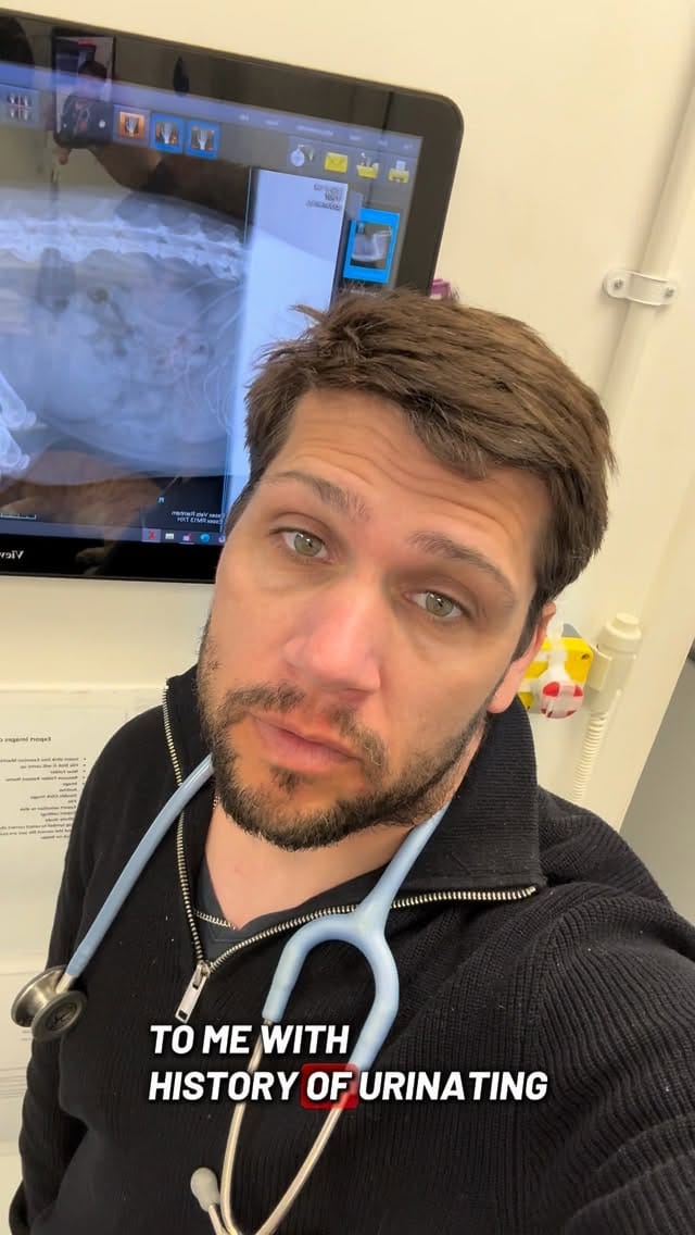 Post 4 by @tomasthevet on Instagram (video)