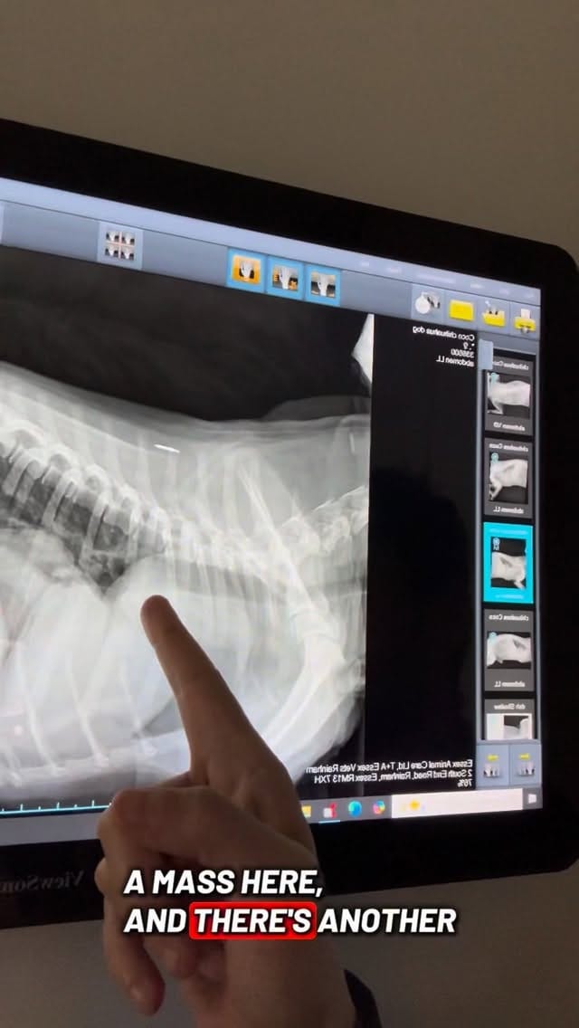 Post 6 by @tomasthevet on Instagram (video)