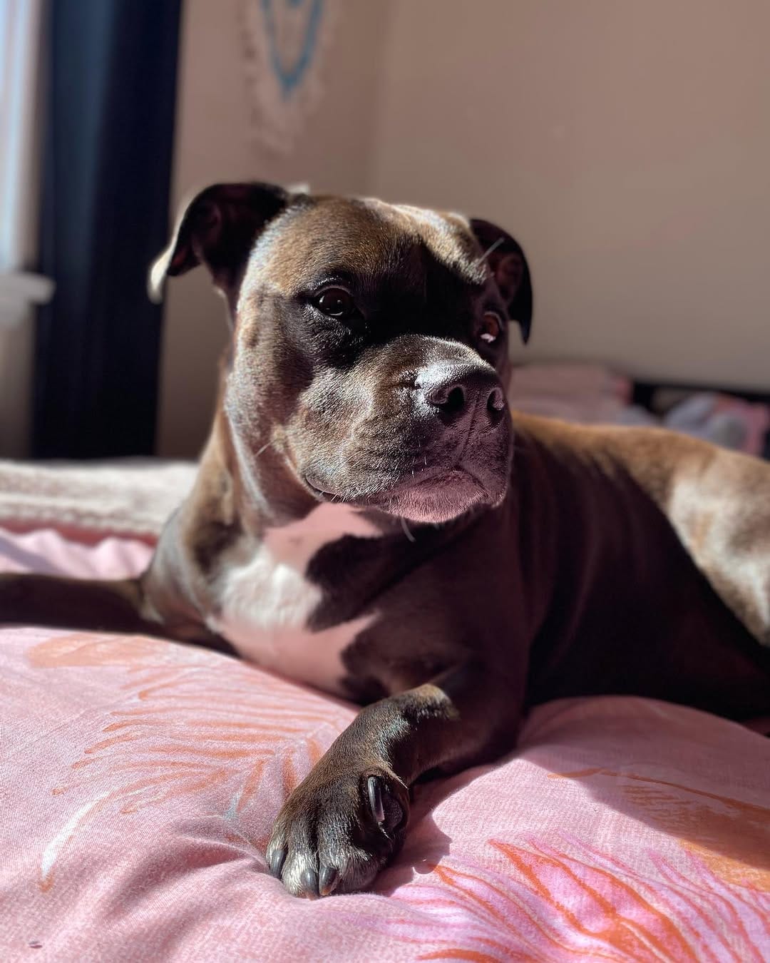 Post 3 by Willow_the_staffy on Instagram (carousel)