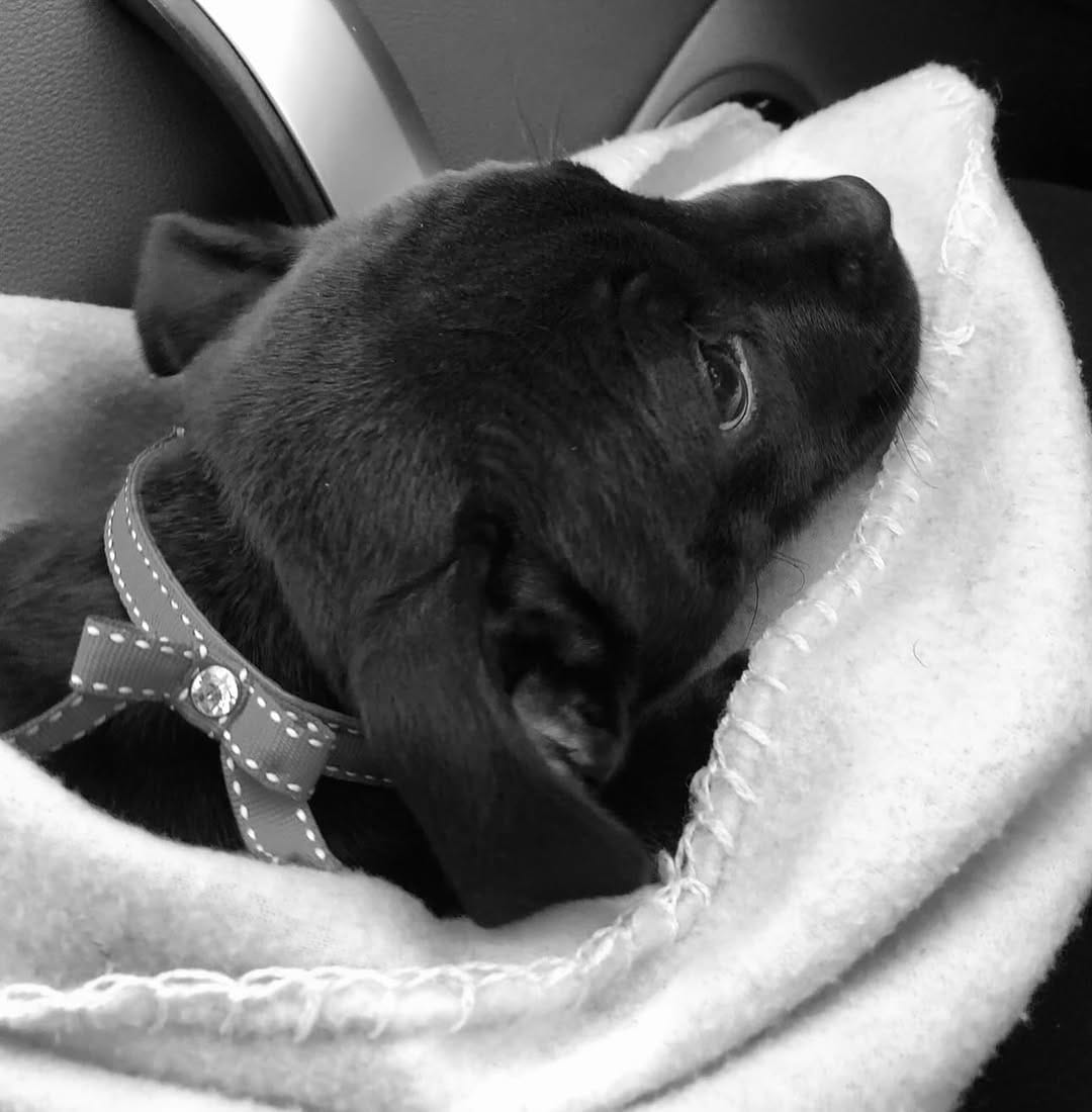 Post 1 by Willow_the_staffy on Instagram (carousel)