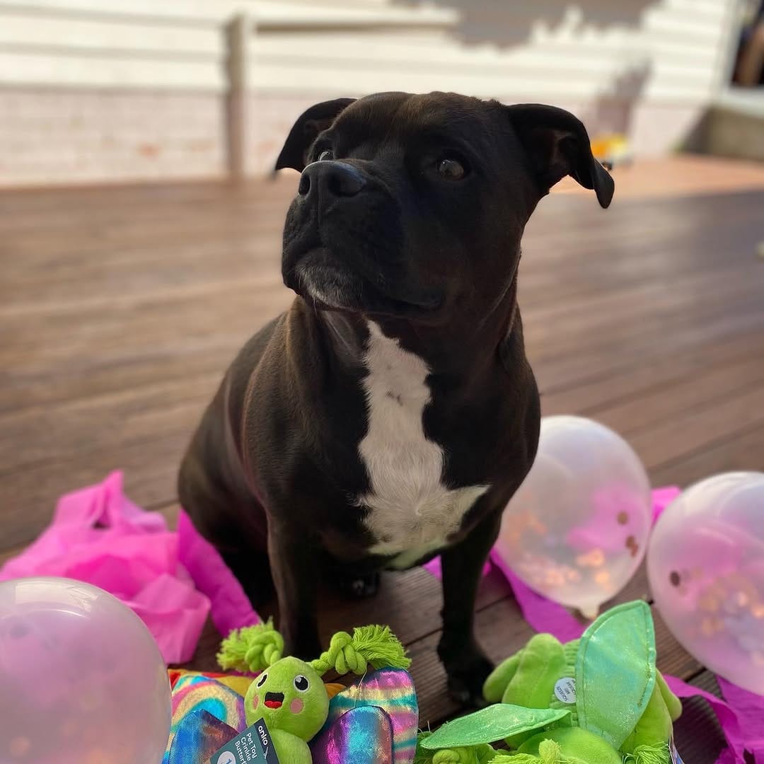 Post 7 by Willow_the_staffy on Instagram (carousel)
