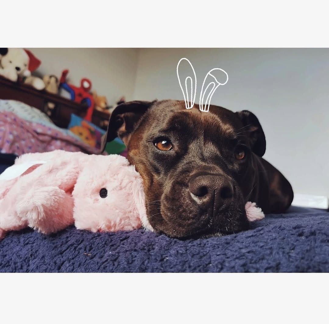 Post 10 by Willow_the_staffy on Instagram (image)