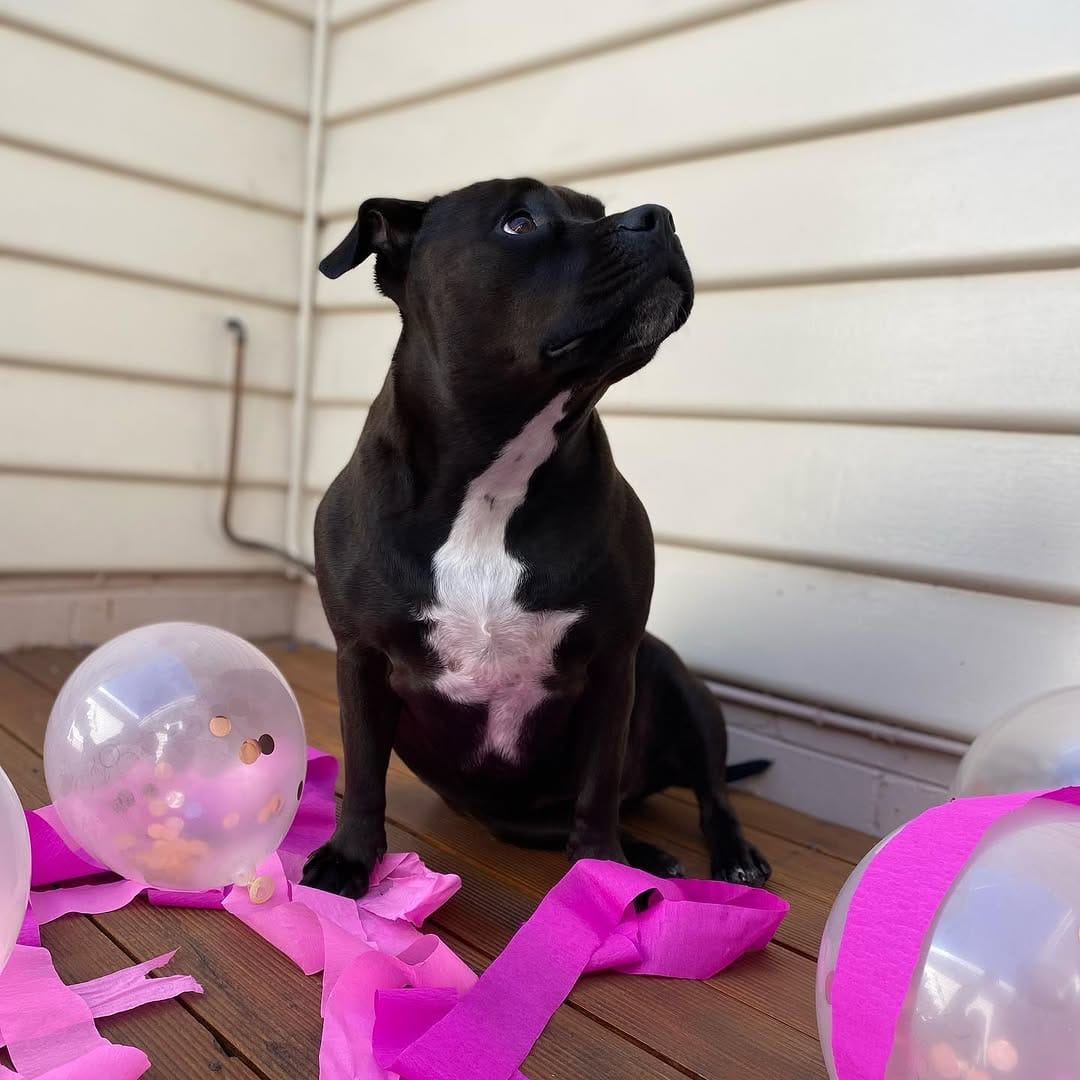 Post 8 by Willow_the_staffy on Instagram (image)