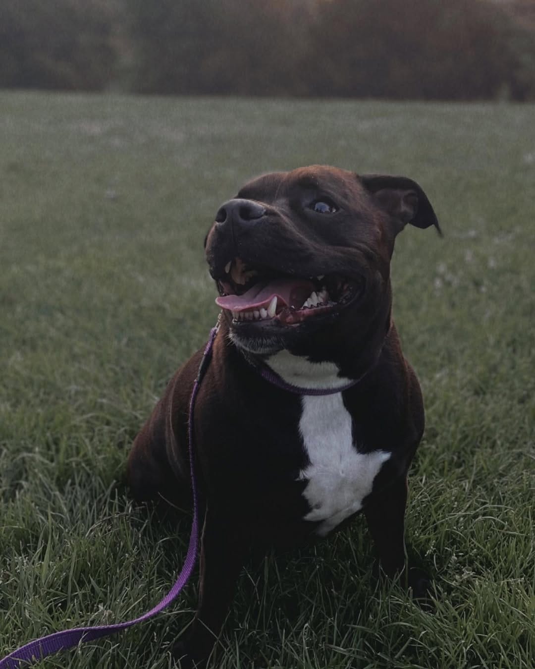 Post 6 by Willow_the_staffy on Instagram (image)