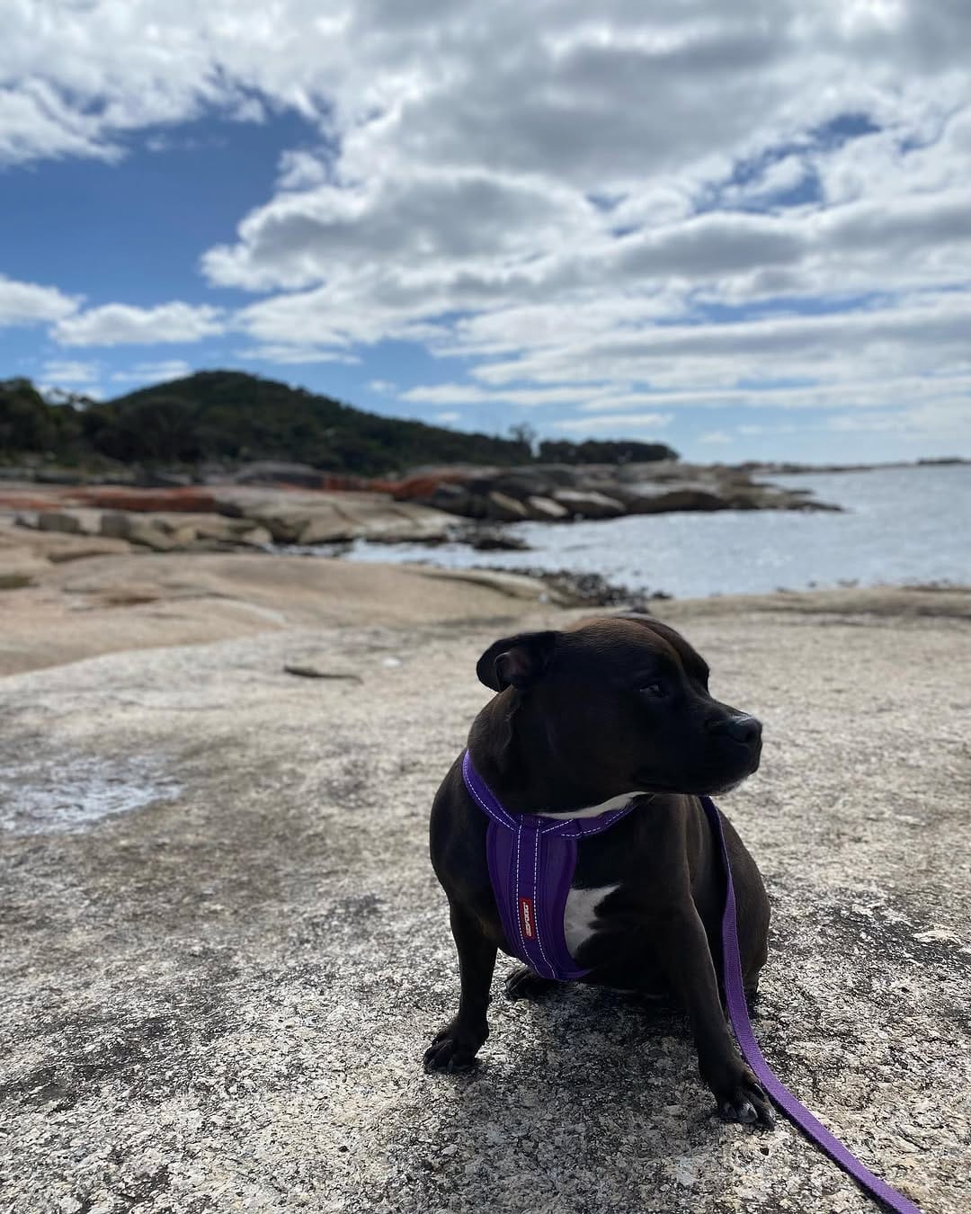 Post 5 by Willow_the_staffy on Instagram (carousel)
