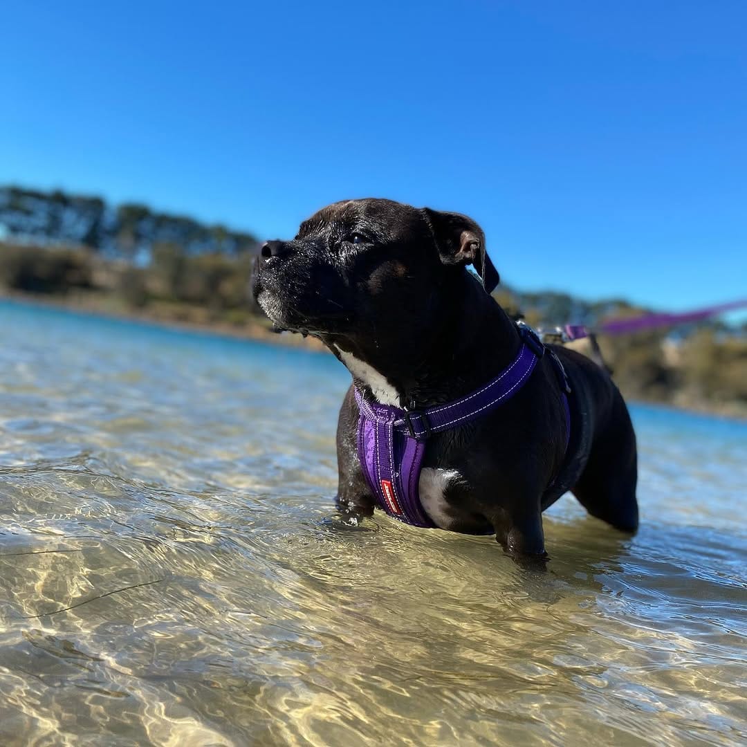 Post 9 by Willow_the_staffy on Instagram (image)
