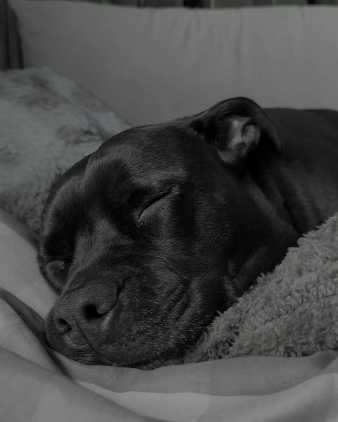 Post 2 by Willow_the_staffy on Instagram (image)
