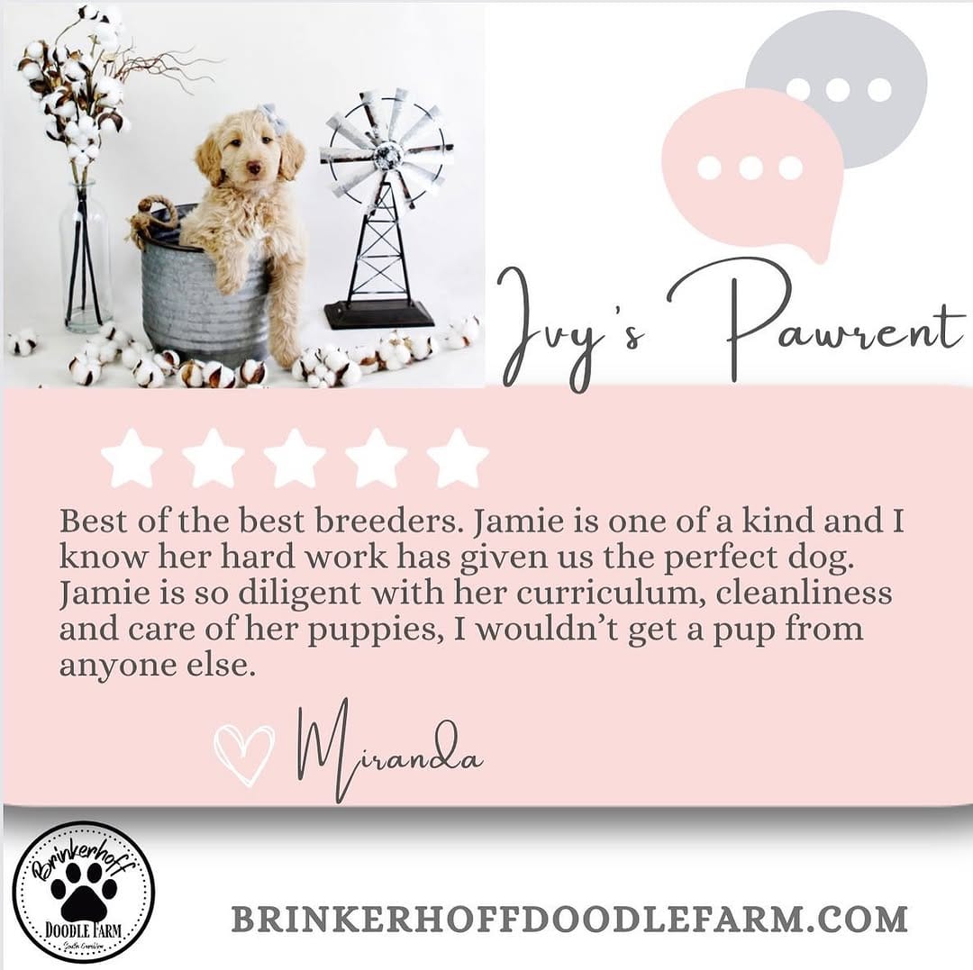 Post 9 by 🐾🐶Brinkerhoff Doodle Farm🐶🐾 on Instagram (carousel)