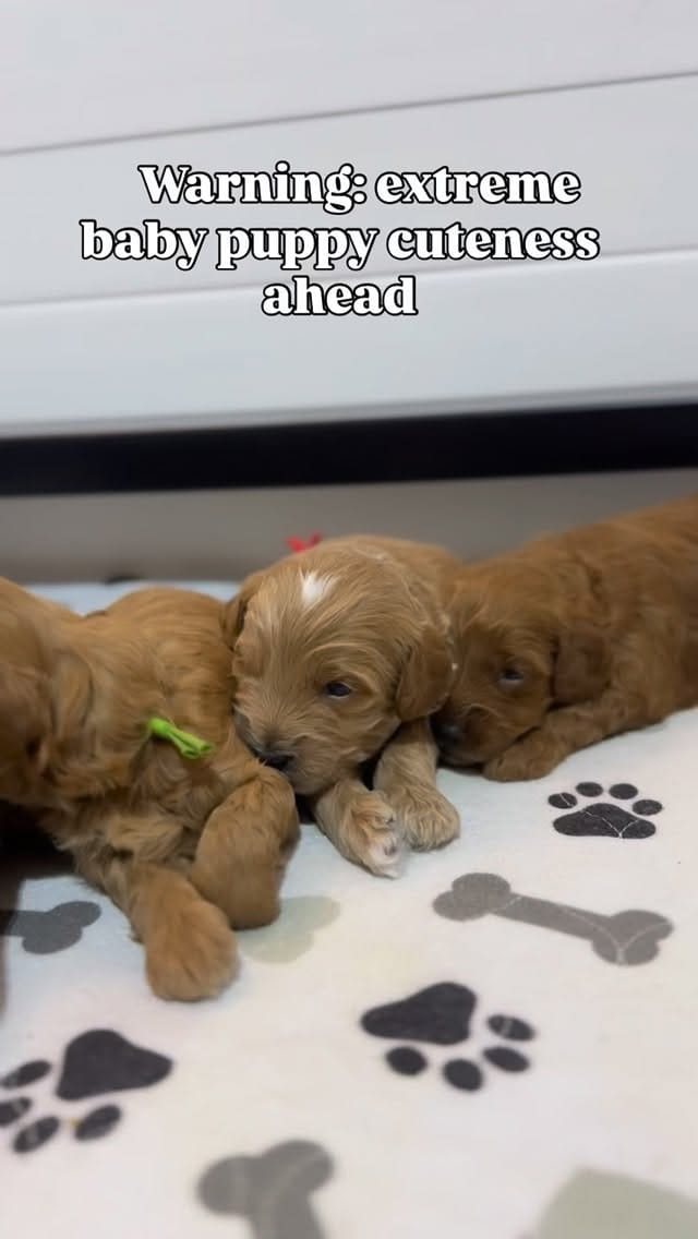 Post 6 by 🐾🐶Brinkerhoff Doodle Farm🐶🐾 on Instagram (video)