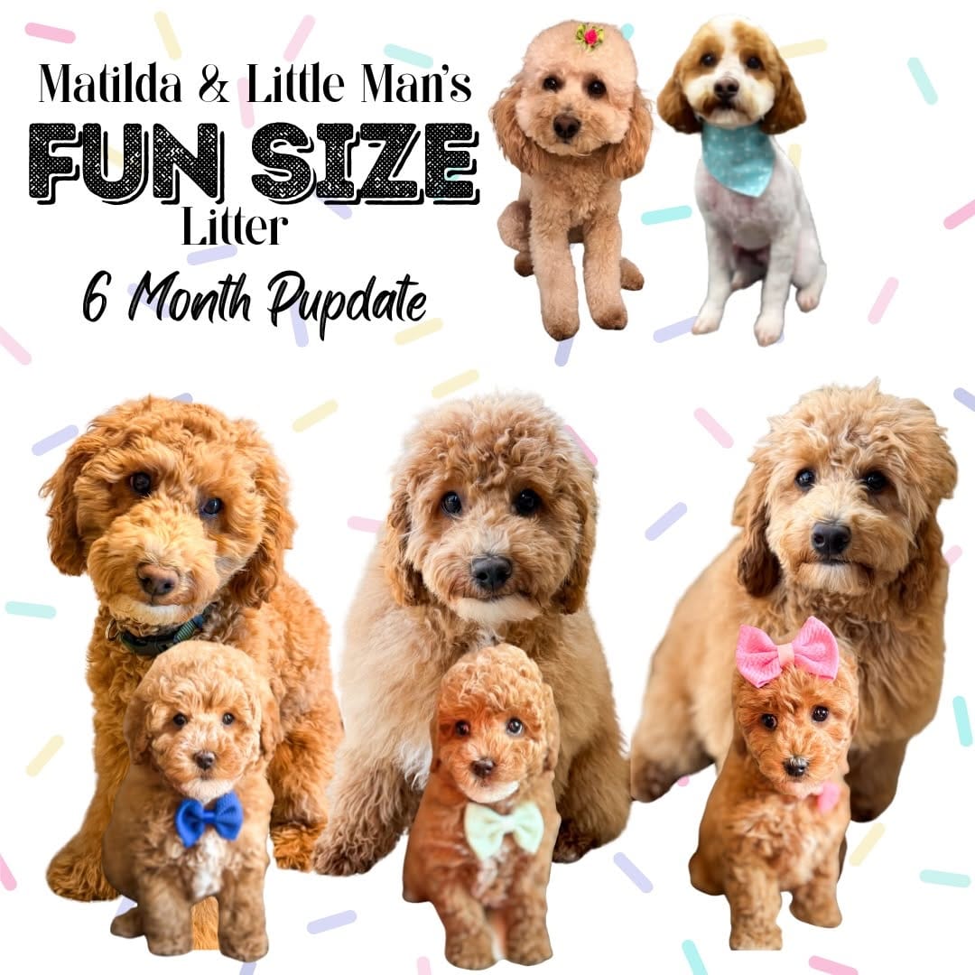 Post 2 by 🐾🐶Brinkerhoff Doodle Farm🐶🐾 on Instagram (carousel)