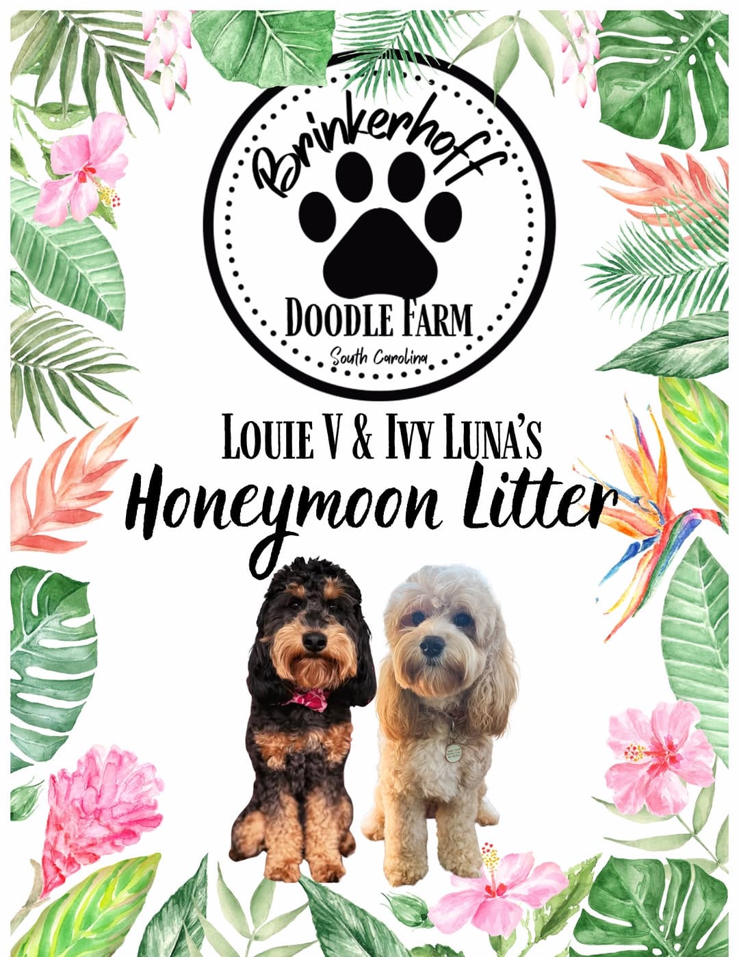 Post 3 by 🐾🐶Brinkerhoff Doodle Farm🐶🐾 on Instagram (image)
