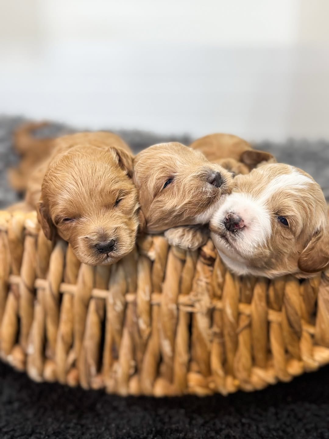 Post 7 by 🐾🐶Brinkerhoff Doodle Farm🐶🐾 on Instagram (image)
