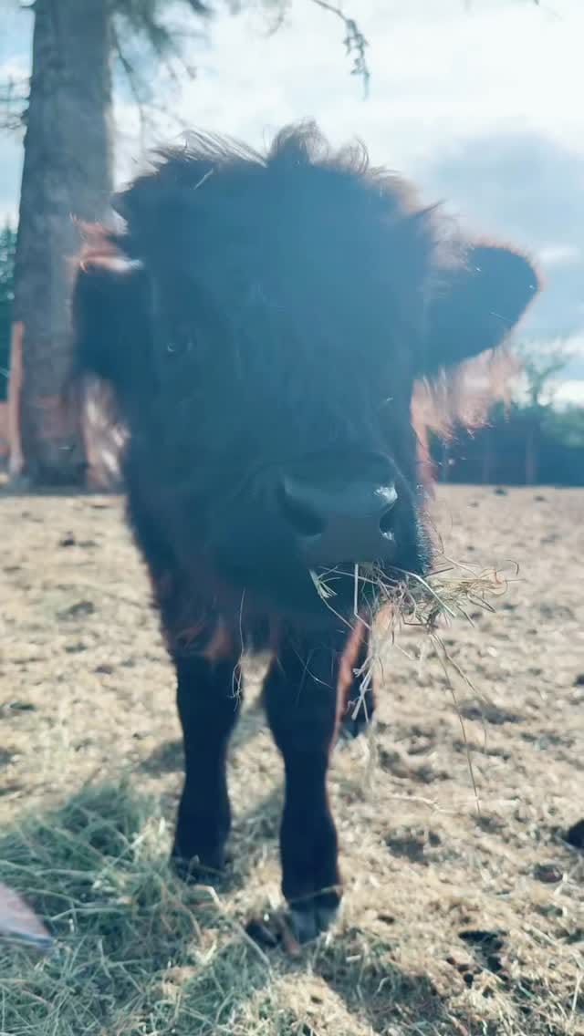 Post 6 by Victoria June on Instagram (video)