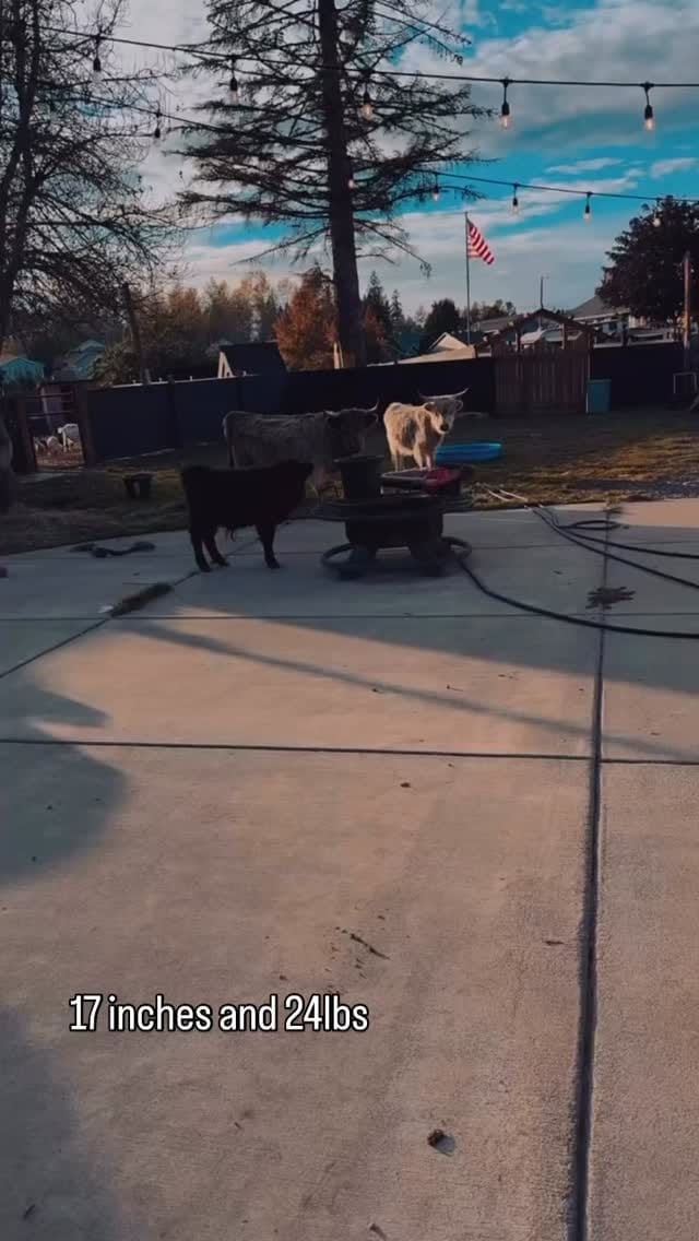 Post 2 by Victoria June on Instagram (video)