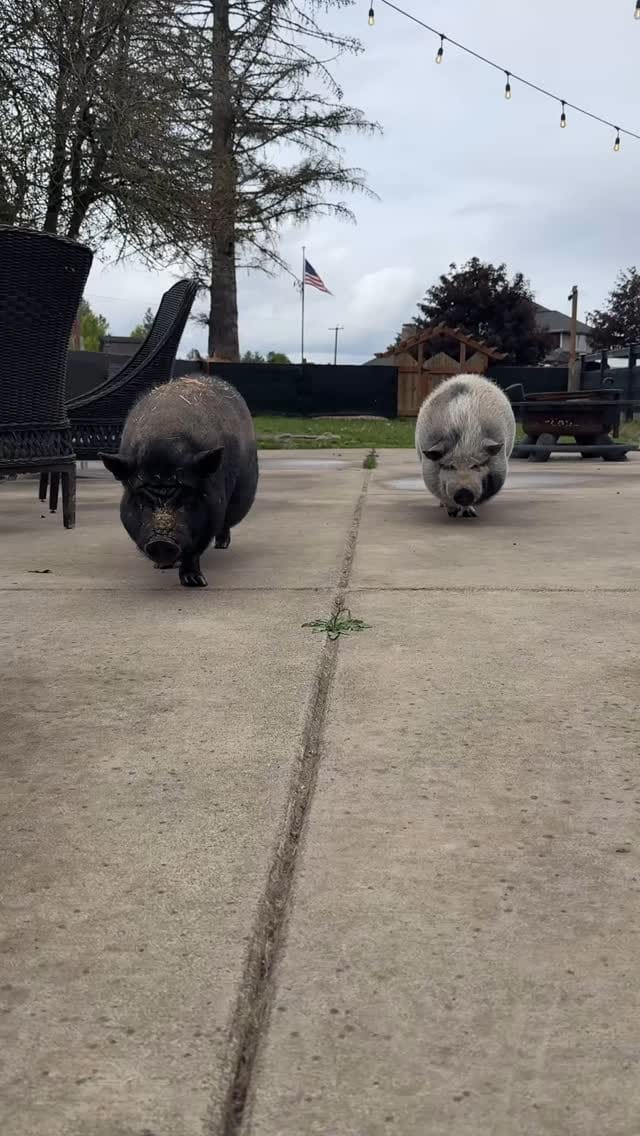 Post 7 by Victoria June on Instagram (video)