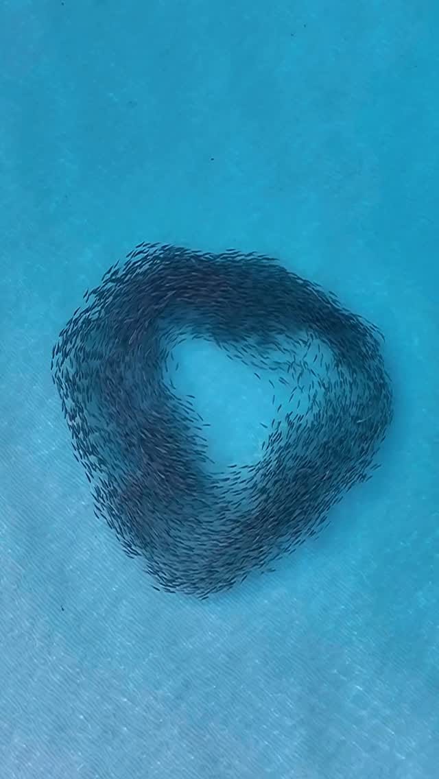 Post 5 by Jarrod // Australia on Instagram (video)