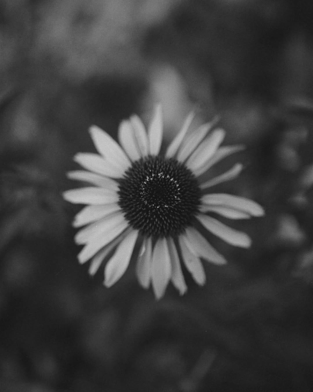 Post 5 by Cailin Rose ☼ on Instagram (image)