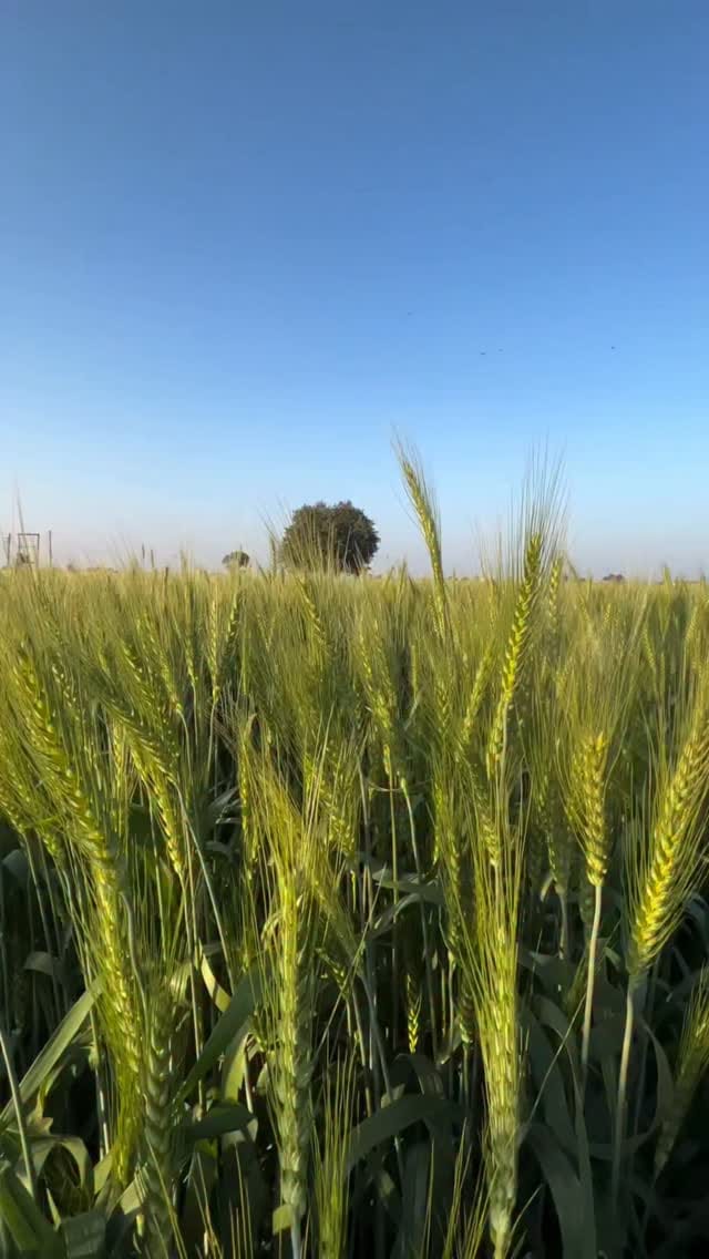 Post 7 by Ankit Gulia on Instagram (video)