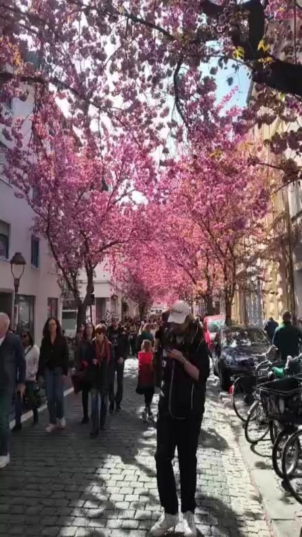 Post 1 by kirschbluete bonn on Instagram (video)