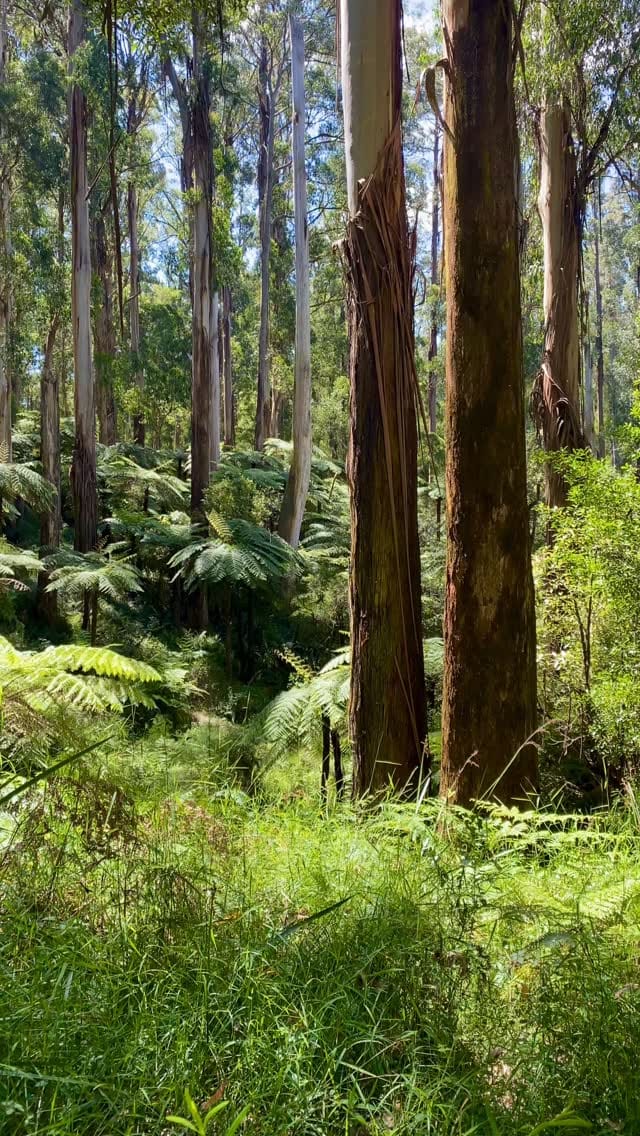 Post 5 by ✨Nature ✨ on Instagram (video)