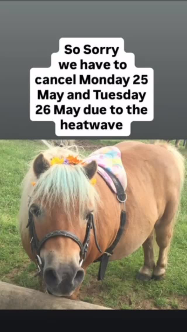 Post 1 by Shetland Pony Club on Instagram (video)