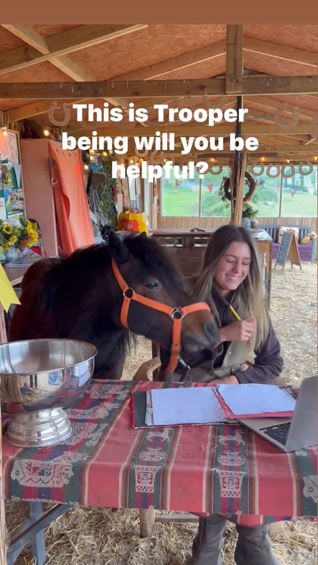 Post 8 by Shetland Pony Club on Instagram (video)