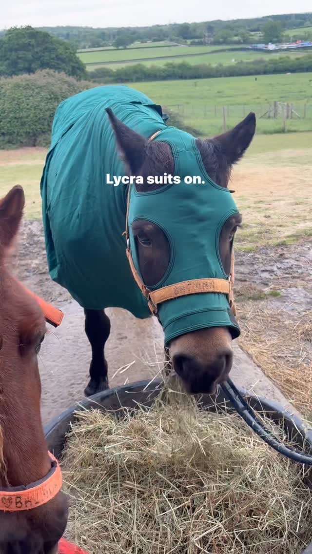 Post 4 by Shetland Pony Club on Instagram (video)